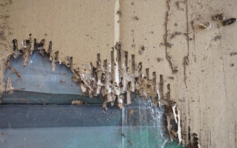 Barrie’s Most Common Household Pests & How to Protect Your Home 1 Spring: Ants & Termites in Barrie