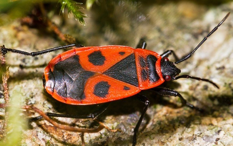 red and black bugs in home