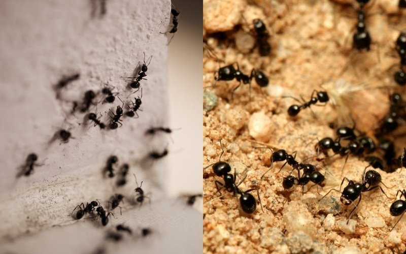 Carpenter Ants vs. Other Black Ants