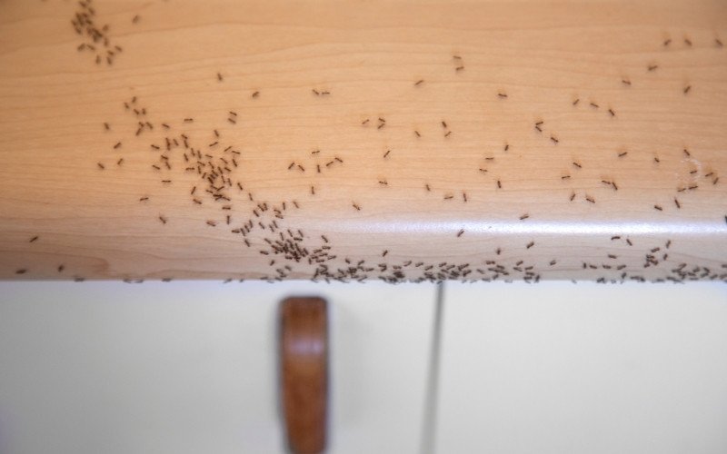 How to Get Rid of Carpenter Ants In The House